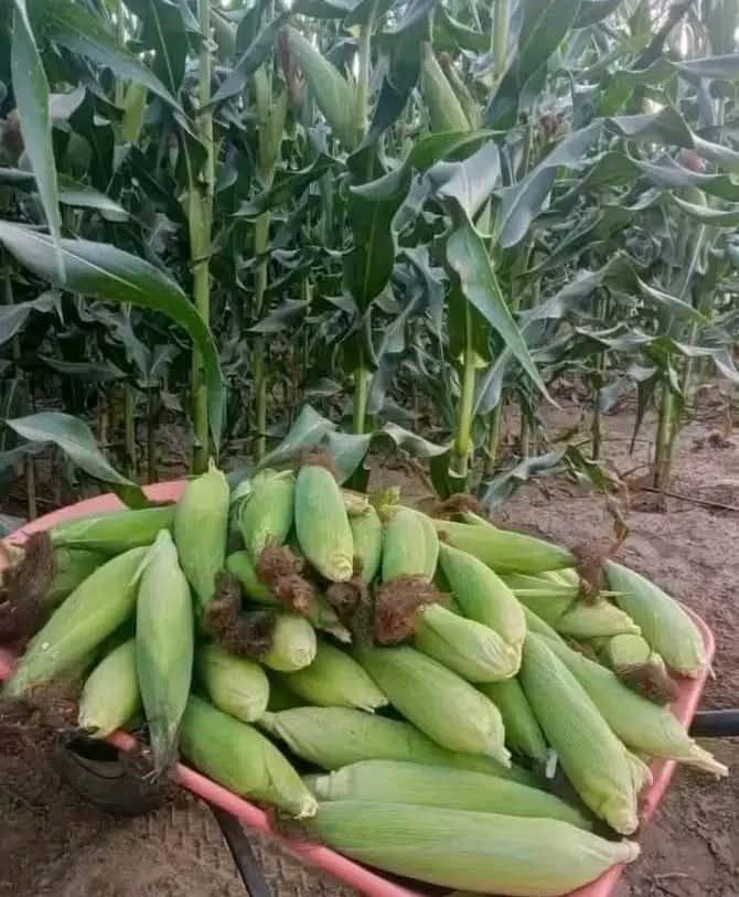 Want to set Bahama Drama up!

I already know the nature of the beast.

I know what framing is, and how it’s done.
I know what plants are, and how they move through people.

I know 
