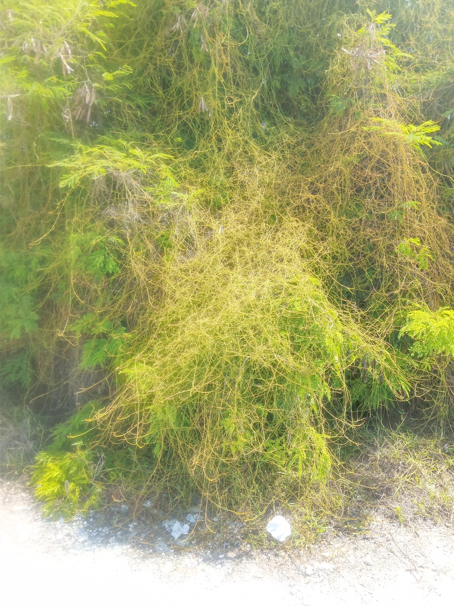 Love Vine tea

Good afternoon Bahama Drama 

Is this love Vine I got some in the pot to make some love Vine tea for the family.

Page Reply:

Looks like something not to make tea w