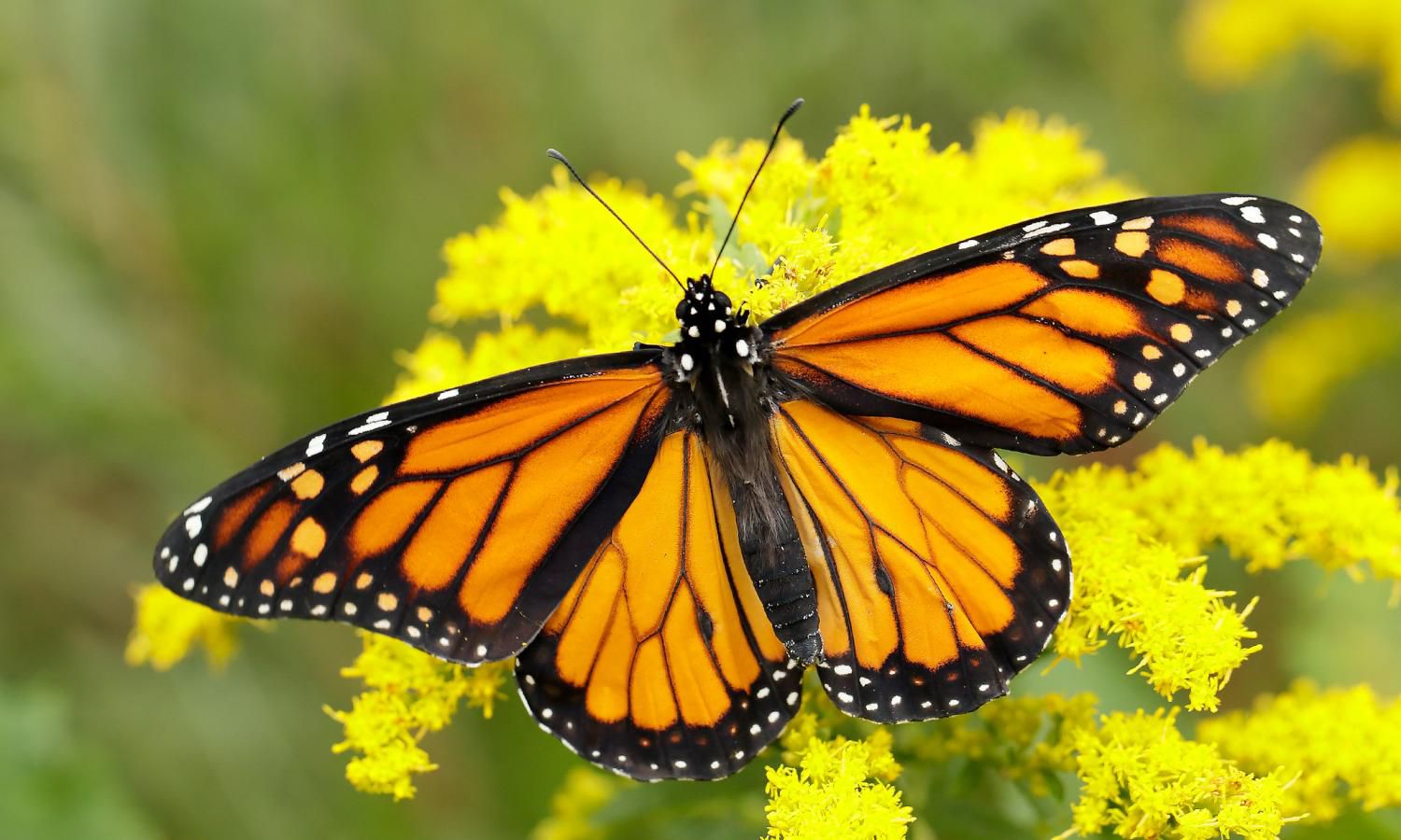 If caterpillars parents don't talk to them and teach them the ropes about life, how do they know what they are supposed to eat and how to find their food when a baby caterpillar be