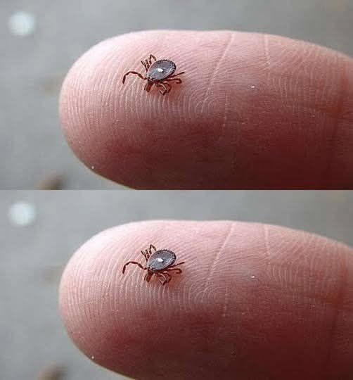 What kind of spider is this? 

I took it off my daughter's bed this morning cleaning up her room. 

Page Reply:

Ma'am it looks like a lost baby crab from Andros searching for it's