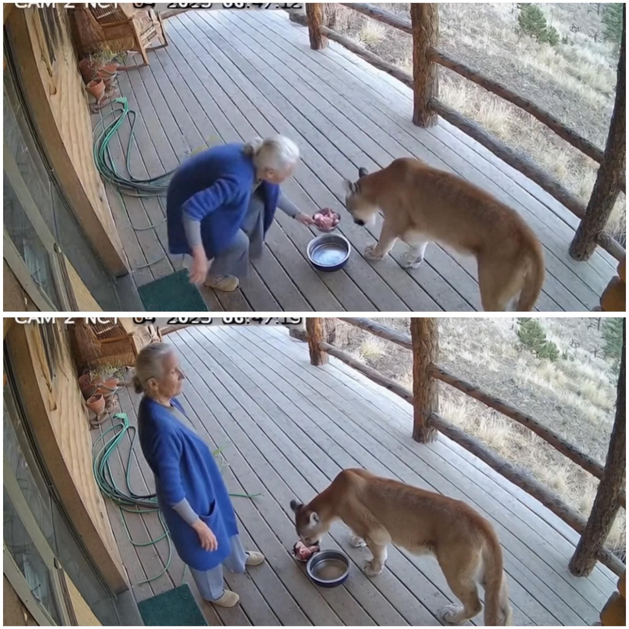 Grandma’s Stray Cat Turned Out to Be a Cougar

Listen, Bahama Drama family, only in 2025 this could happen.

A sweet lil’ granny was telling everybody about her new “stray cat” she