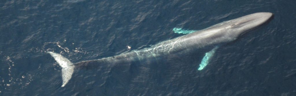 God's love 

Think about it-if the blue whale's five-hundred-pound heart is the biggest on Earth, pounding life through oceans of blue, then God's is bigger still: vast as infinity