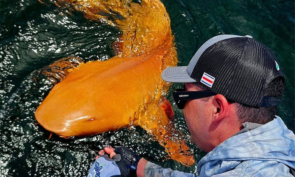 Costa Rica Anglers Catch Rare Orange and Albino Nurse Shark

Anglers on a fishing trip off Costa Rica’s Caribbean coast caught a nurse shark unlike any seen before: bright orange s