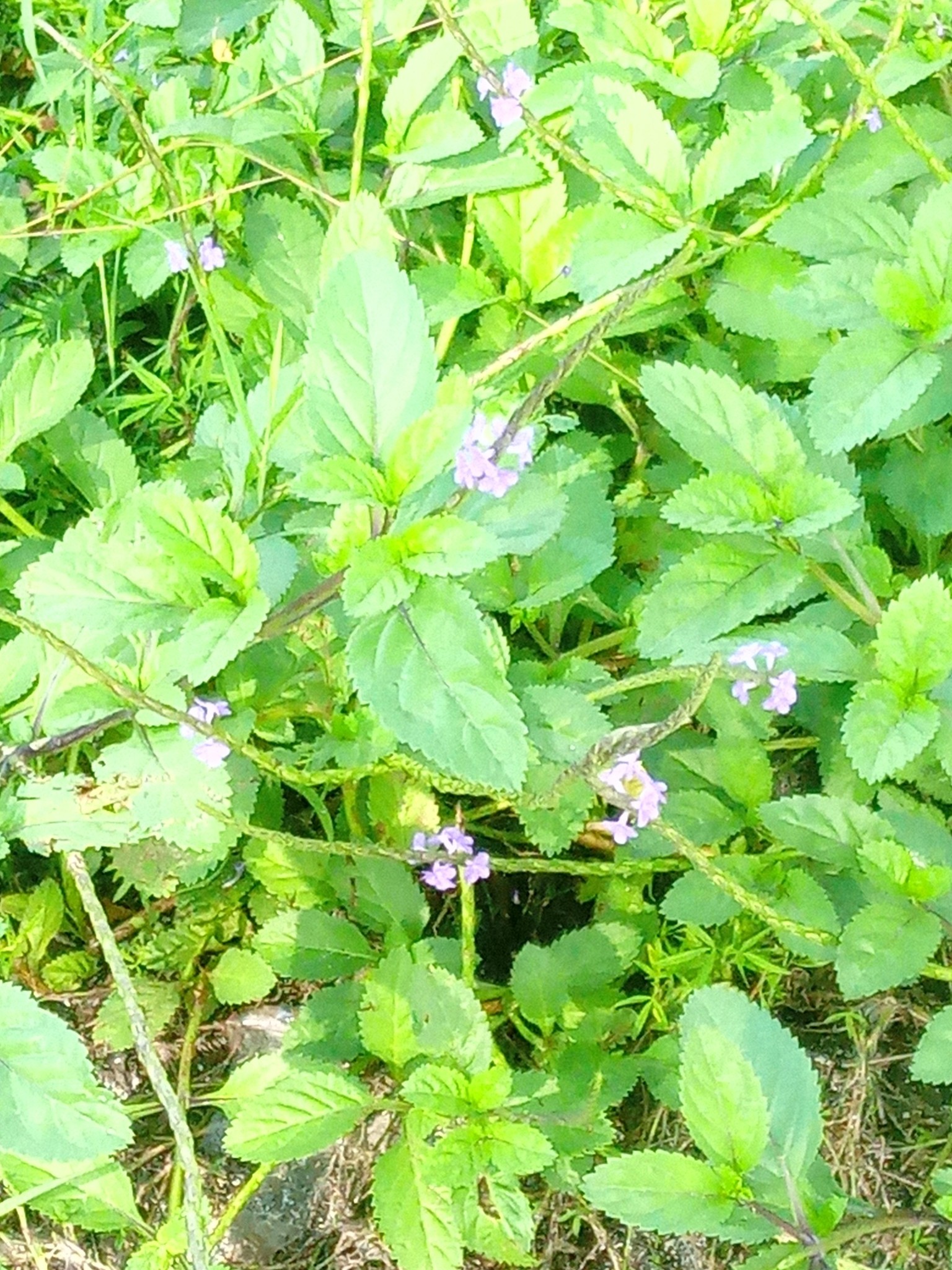 🌿 Bahama Drama Nature call

The Healing Power of Nature: 

Rediscovering the Blue Vervain

By Bahama Drama

Sometimes, the most powerful medicines don’t come in bottles or from pha