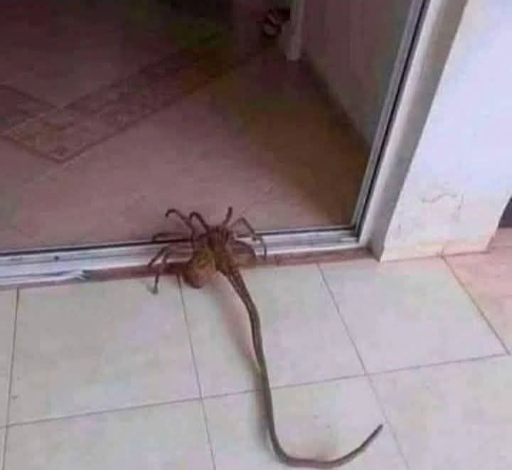 Harbour Island New spiders 🏝️ 

Good morning Bahama Drama please keep me anonymous but normally I'm pretty okay about our local spiders but this one has me puzzled.

This is the th