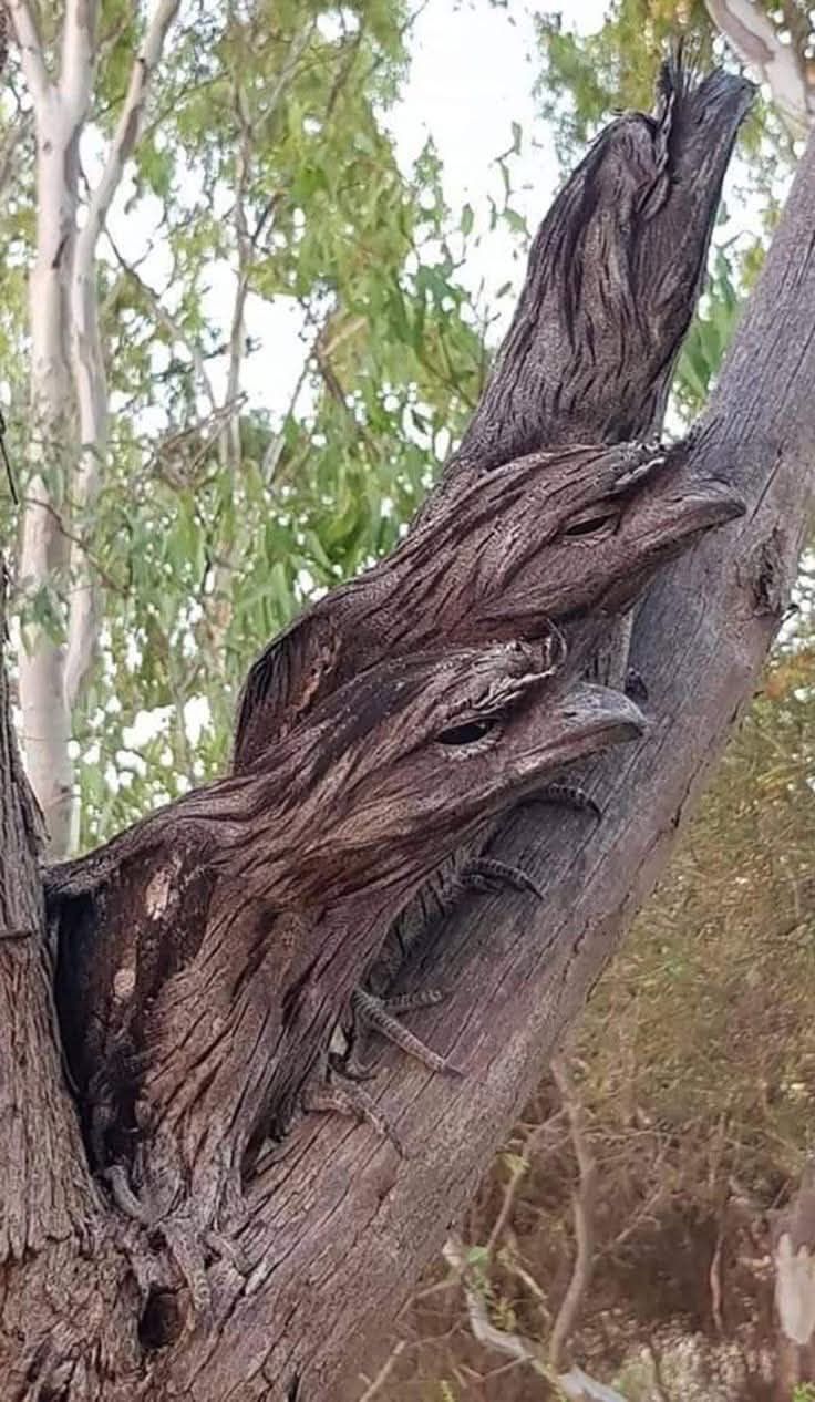 Ghost woman bird's 

Good night Bahama Drama please keep me anonymous. Seen these birds today in Eluthera on the tree where the ghost woman is set at night with her baby. They look