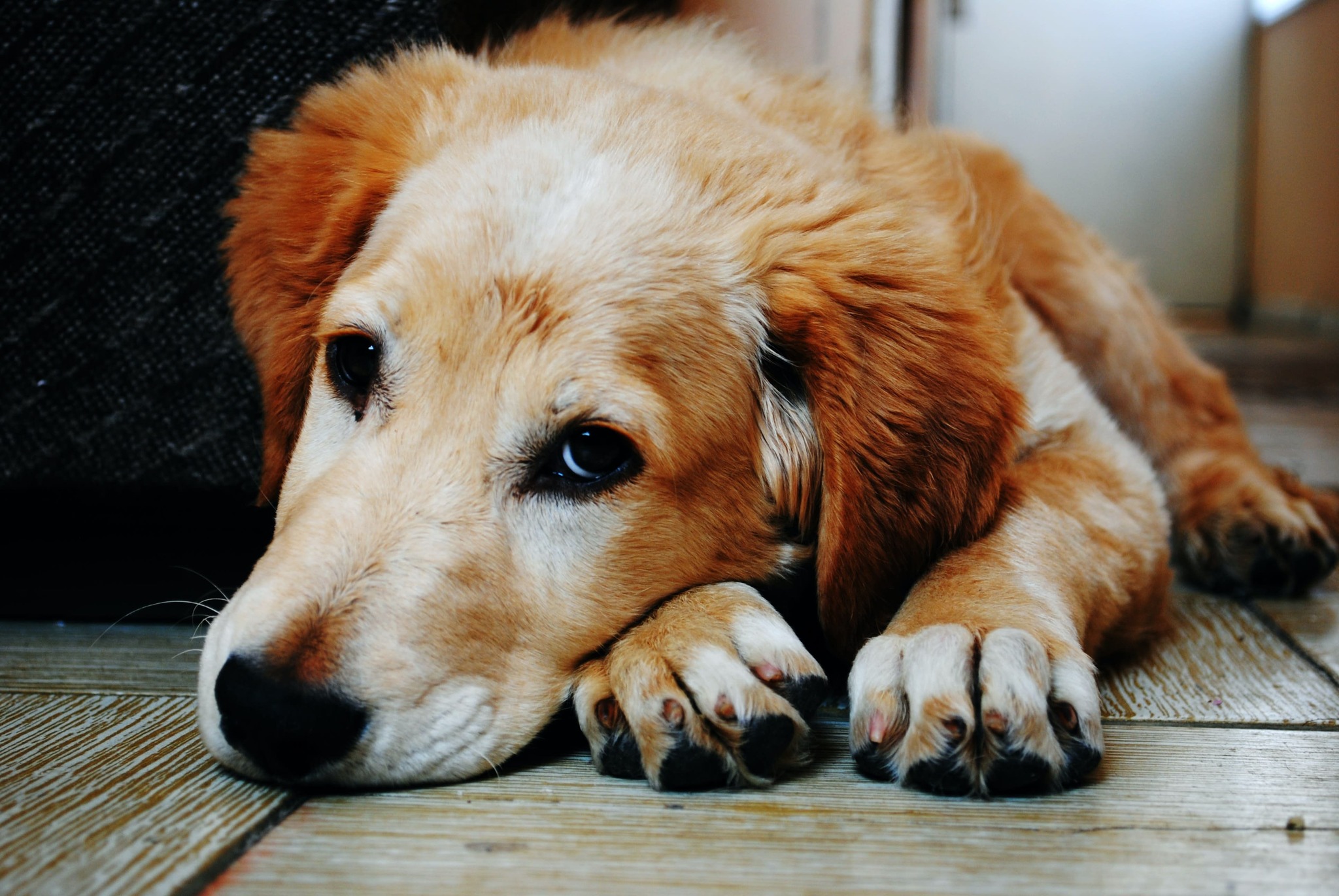 THE LAST LOOK
By: Michael Elijah Muhammad Clare
WHEN A DOG DIES
When a dog is dying, it doesn’t look for food. It doesn’t look for help. It doesn’t look for escape. It looks