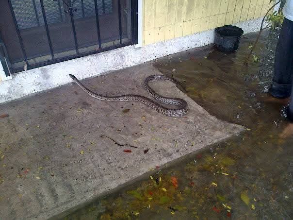 Any decent Bahamian person would let him in if it's flooding outside right?