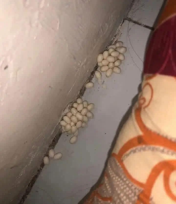 What kinda eggs is these

Please keep me anonymous!

Some eggs appeared under my girlfriend's bed. Can you help me explain what kind of egg this is?

Ad below that could help you g