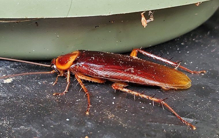I had to sleep outside in the rain last night in Exuma because this started flying and I couldn't find it after it landed. 😭