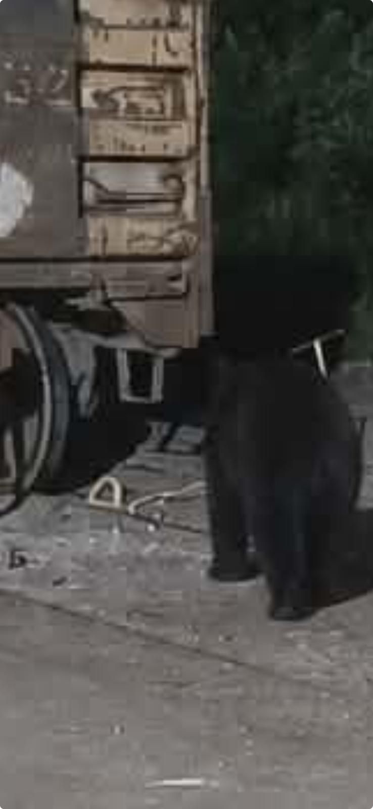 This bear was running around in the neighborhood last night. South Andros