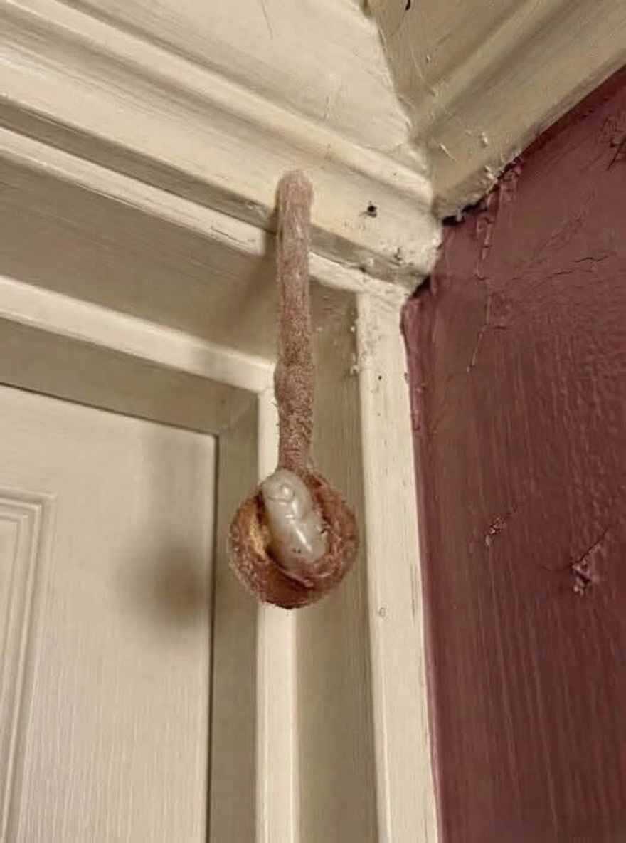 My husband and I booked a room during our vacation in The Bahamas Nassau part. In the hotel room, I discovered this. I’ve been looking at it for half an hour now, but I still can’t