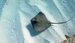 Stop harassing Marine animals

Today I saw a tourist chasing a stingray—a large one at that. The man was told several times not to chase the stingray, and he continuously chased it