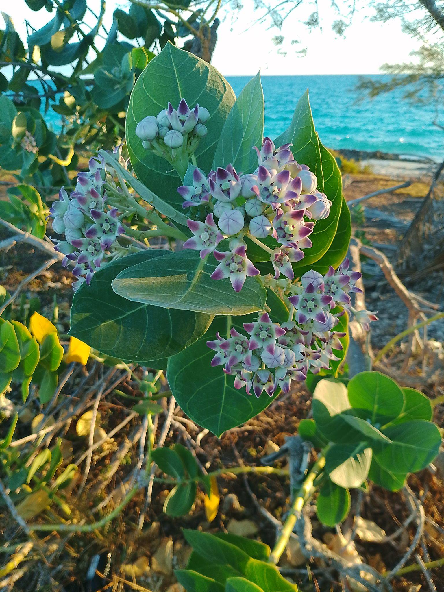 First thing first, wake up and recognize the one who gave you life and the air you breathe for free.
Now someone please tell me what kind of plant this is and it's name.
Isn't i