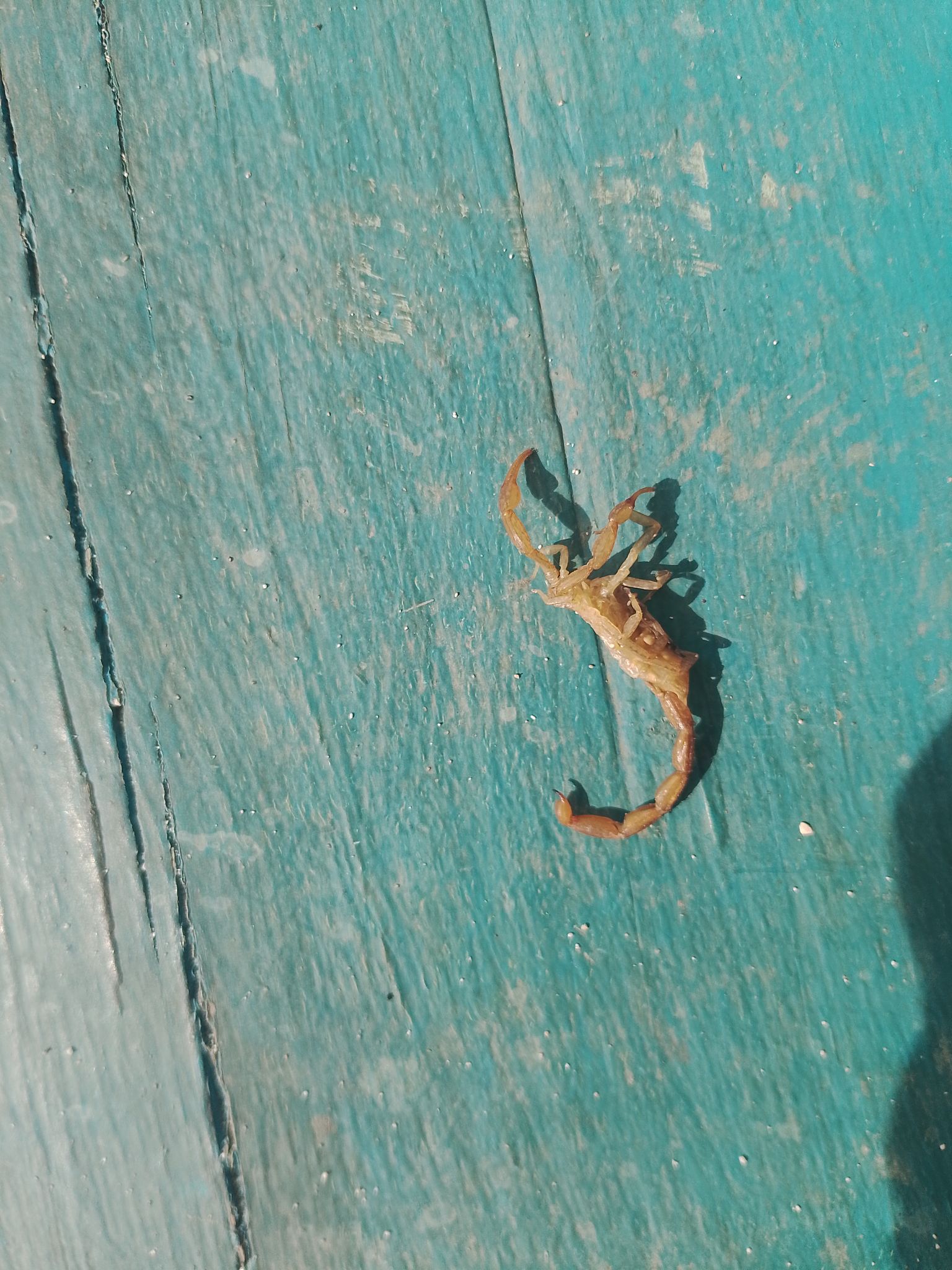 Bahamian's are so cold hearted. Now who went and killed this baby scorpion like that 😭