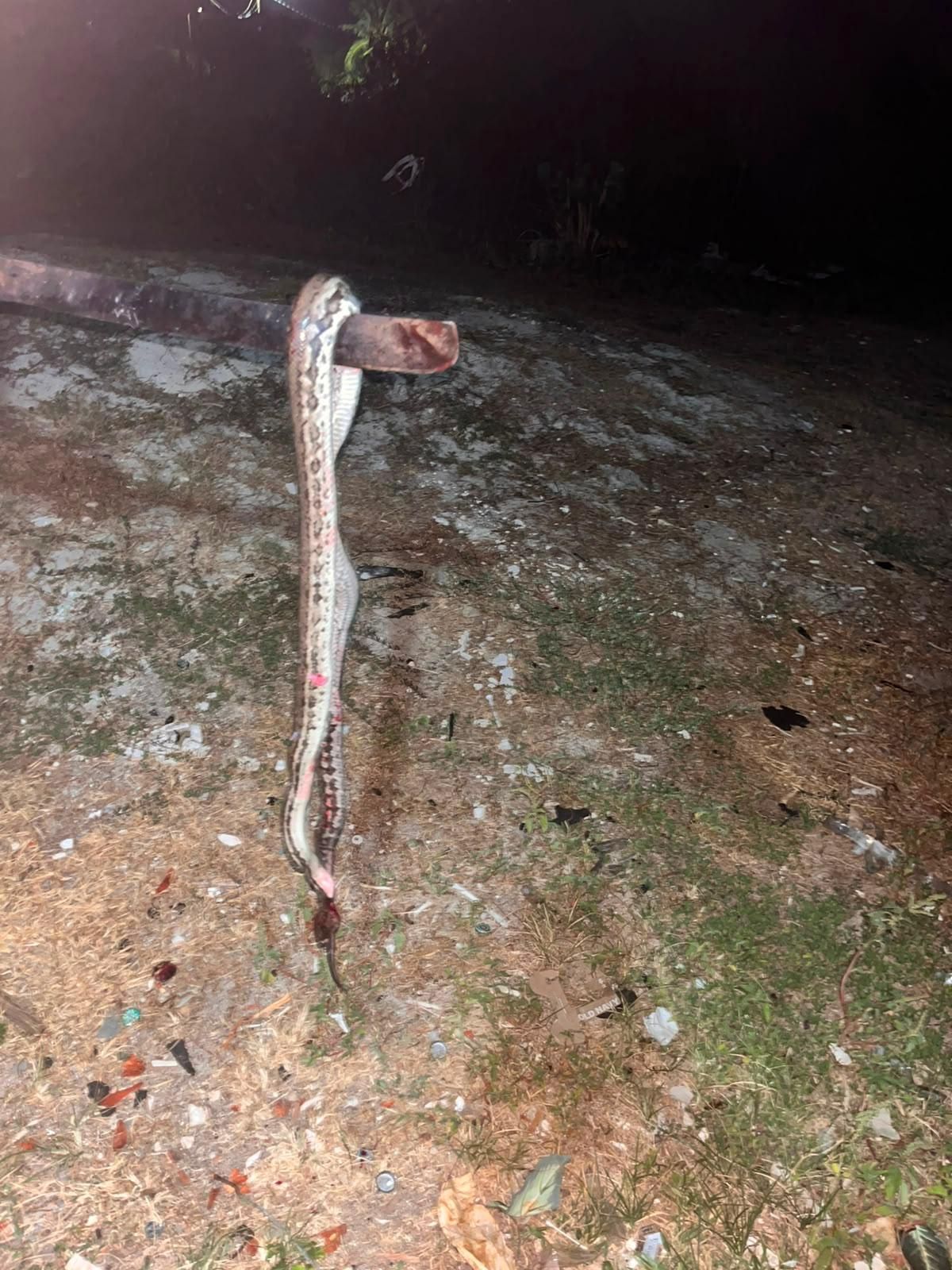 Exuma 

Hey @[100023394293756:2048:Bahama Drama] I didn't mean to kill it but it was girls up in my lil 3 years old sister bed last night next to her stomach trying to stay warm. A