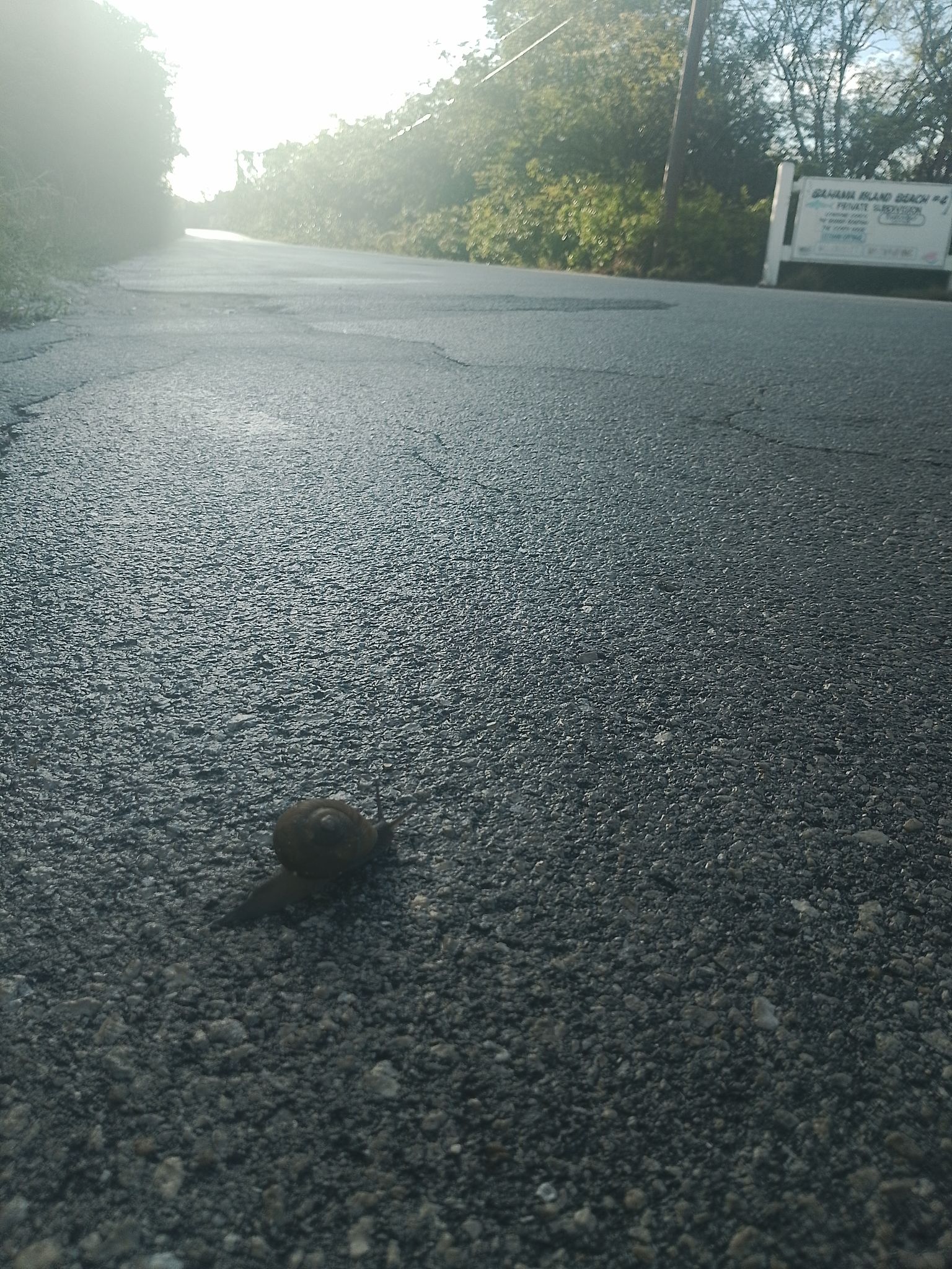 The Wonderful Life and High IQ of the Exuma Garden Snail

Step outside after a fresh tropical downpour in Exuma, and you aren’t just witnessing a rain shower. You are witnessing a 