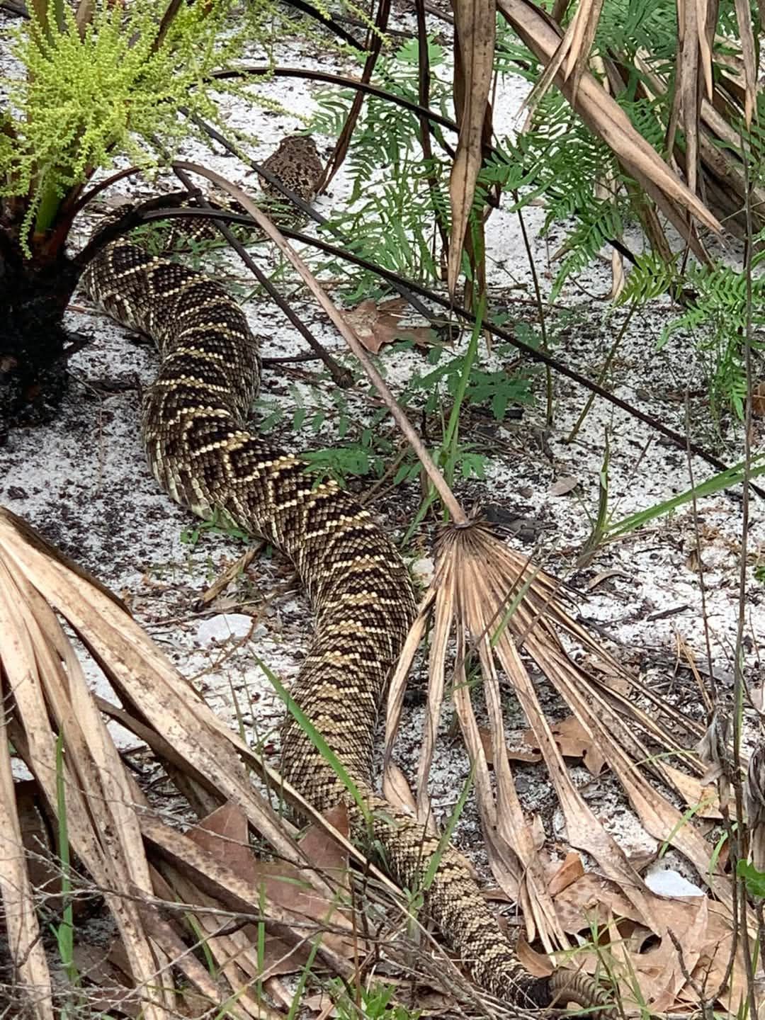 Snake Sighting
Page Reply:
Another snake sighting sent to us. The person didn't give the location of the sighting even after we asked them for it, saying they didn't want to cau