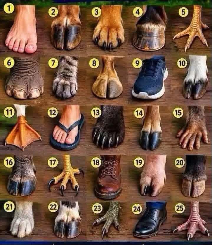 Which one is a horse foot? 

Hint #23
